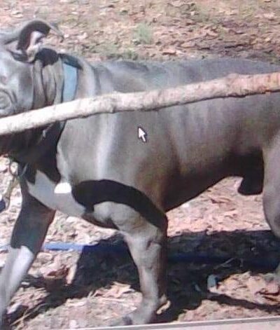 BrickHouse Kennels of Delaware - Frankford, DE
