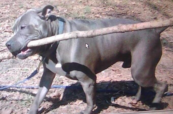 BrickHouse Kennels of Delaware - Frankford, DE