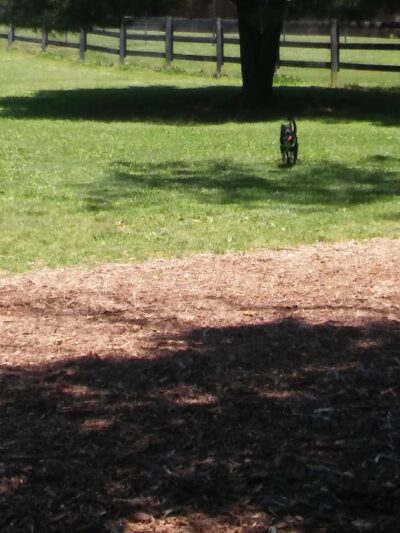 Bark Park - Frankfort, KY