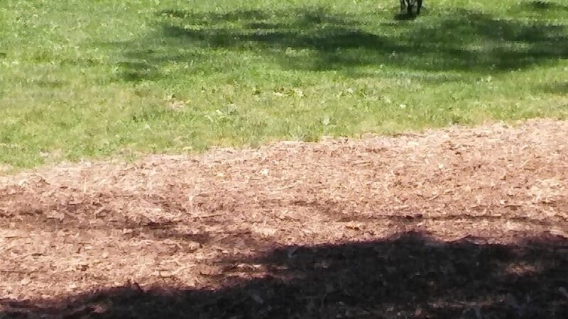 Bark Park - Frankfort, KY