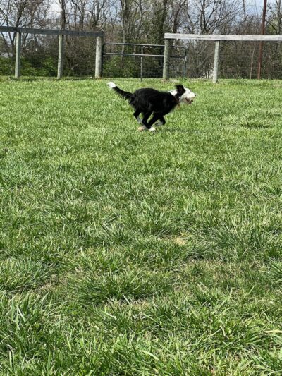Lakeview dog park - Frankfort, KY