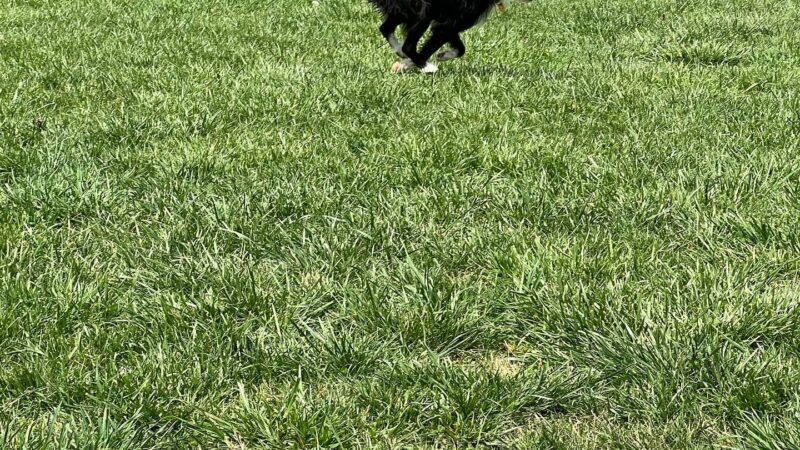 Lakeview dog park - Frankfort, KY