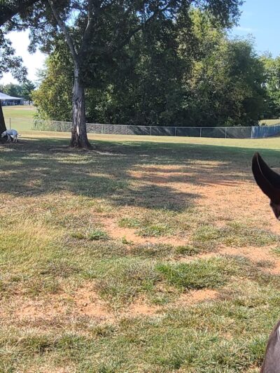 Franklin Simpson Dog Park - Franklin, KY