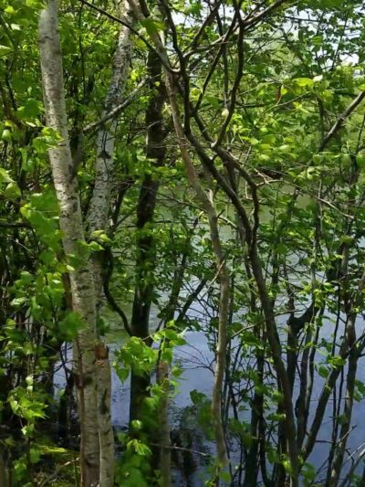 G. Thomas Donch Nature Preserve (formerly known as Franklin Lakes Nature Preserve) - Franklin Lakes, NJ