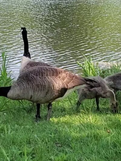 Franklin Boro Park - Franklin, NJ