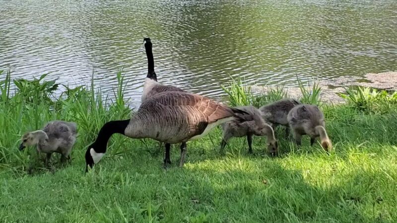 Franklin Boro Park - Franklin, NJ