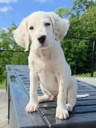 Indian Creek Kennels - Franklin, NJ
