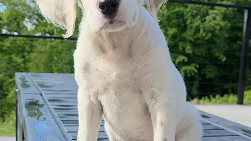 Indian Creek Kennels - Franklin, NJ