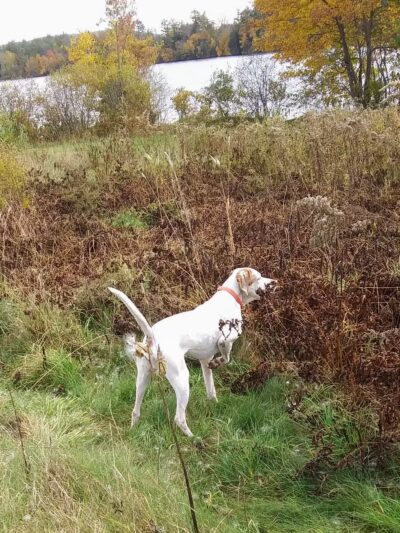 Indian Creek Kennels - Franklin, NJ