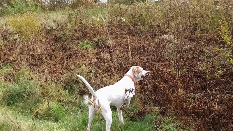 Indian Creek Kennels - Franklin, NJ