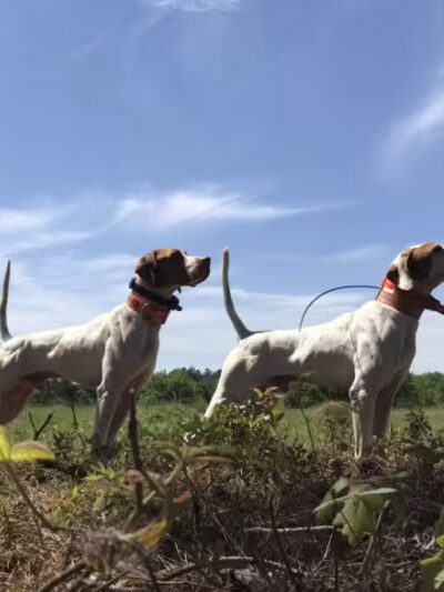 Indian Creek Kennels - Franklin, NJ