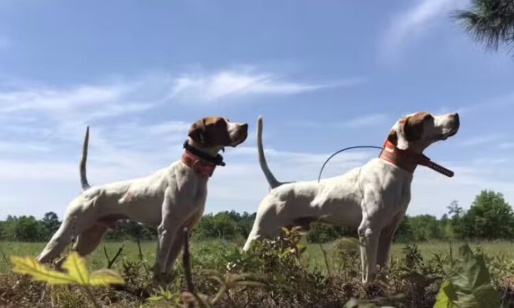 Indian Creek Kennels - Franklin, NJ