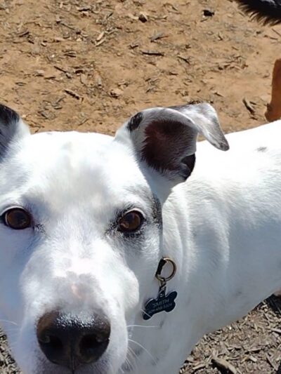 Dog Park - Franklin, NC