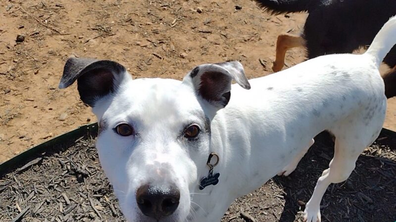 Dog Park - Franklin, NC