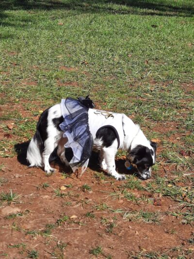 Dog Park - Franklin, NC