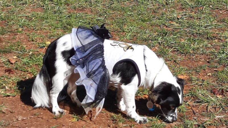 Dog Park - Franklin, NC