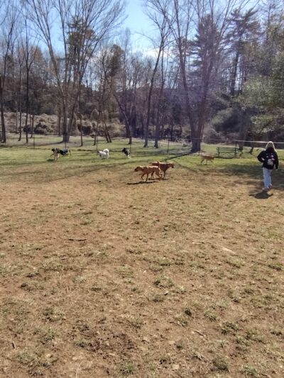 Dog Park - Franklin, NC