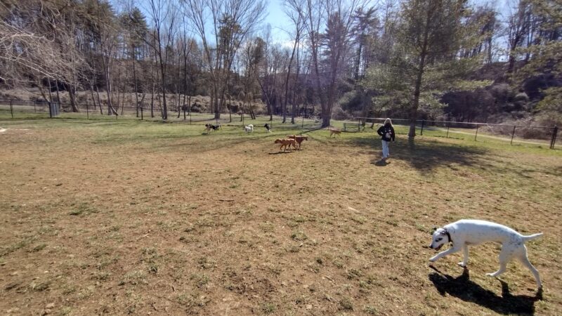 Dog Park - Franklin, NC
