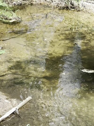 Wendt’s Woods - Fredericksburg, IA