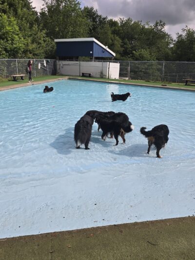 Lucky Paws Pet Resort - Freedom, PA
