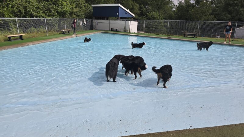 Lucky Paws Pet Resort - Freedom, PA