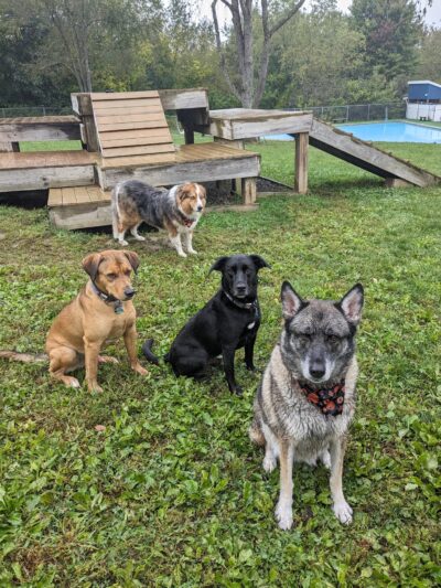 Lucky Paws Pet Resort - Freedom, PA