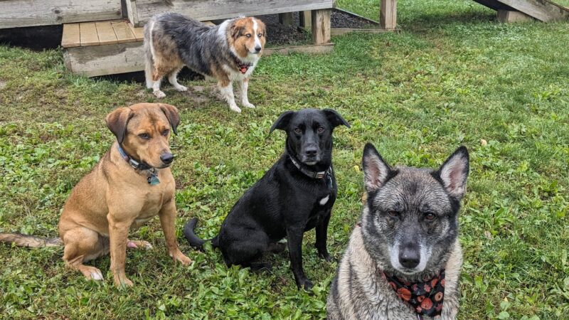 Lucky Paws Pet Resort - Freedom, PA