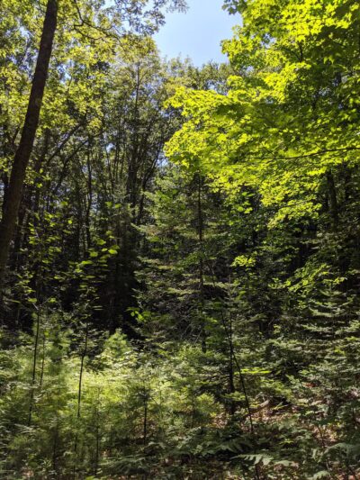 Bliss Woods - Freeport, ME