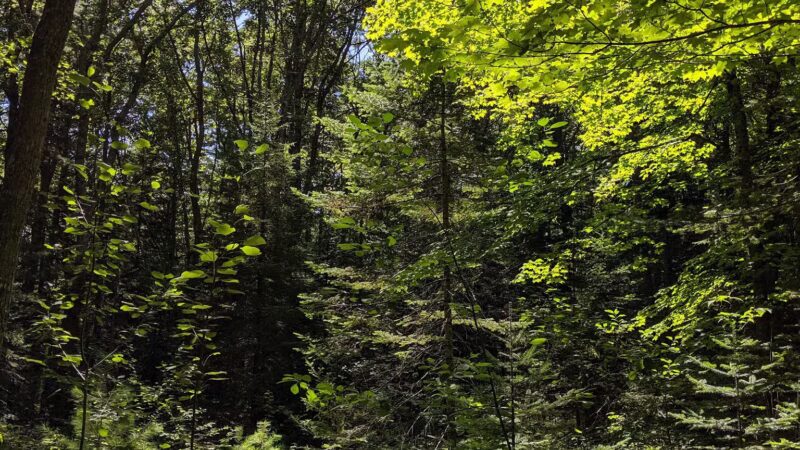 Bliss Woods - Freeport, ME