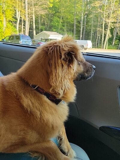Brown Dog Inn - Freeport, ME