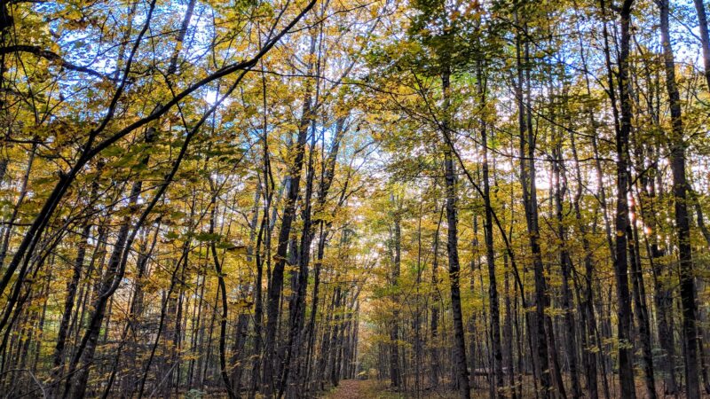 Hedgehog Mountain Trail Head - Freeport, ME