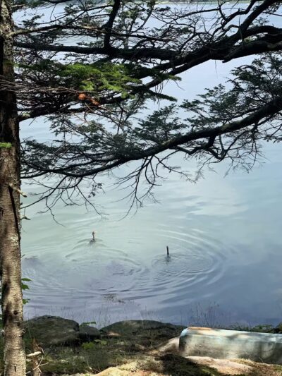 Rachel’s Cove - Freeport, ME
