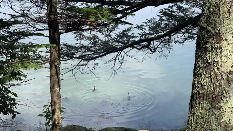 Rachel’s Cove - Freeport, ME