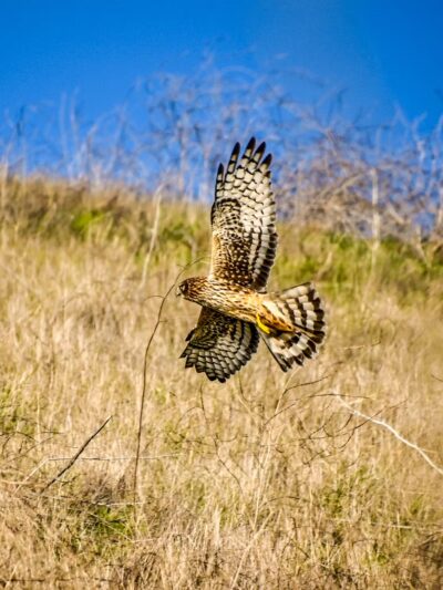 Apay Way Trail - Fremont, CA
