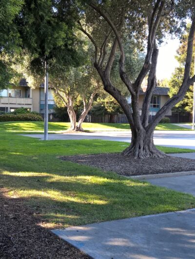 Brookvale Trail Park - Fremont, CA