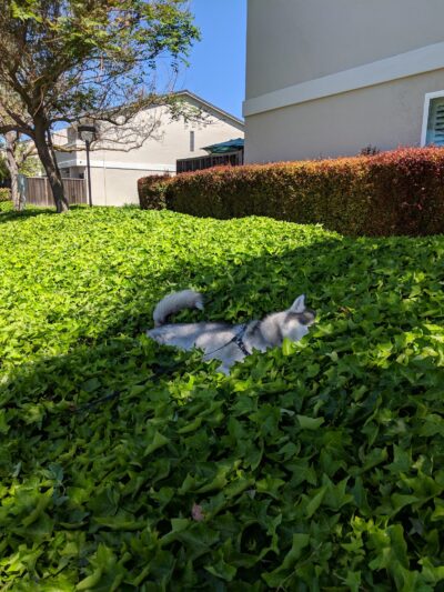 Cabrillo Trail Park - Fremont, CA