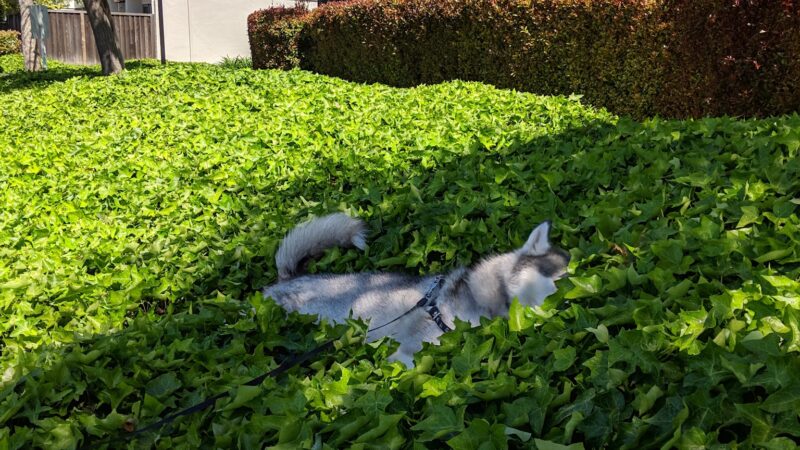 Cabrillo Trail Park - Fremont, CA