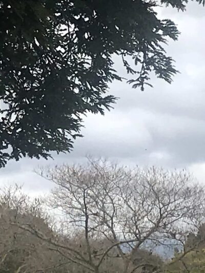 Cabrillo Trail Park - Fremont, CA