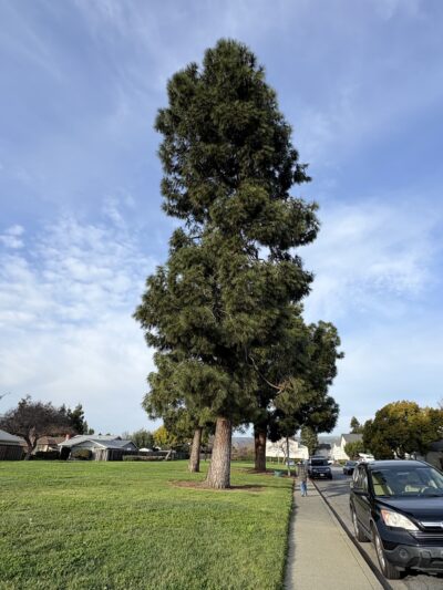 Cabrillo Trail Park - Fremont, CA