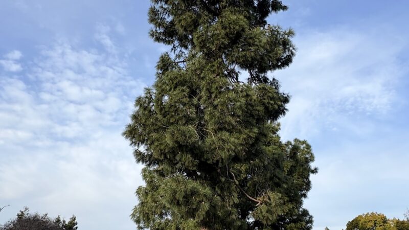 Cabrillo Trail Park - Fremont, CA