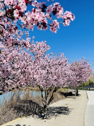 Central Park - Fremont, CA