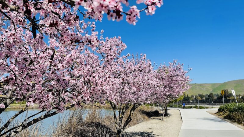 Central Park - Fremont, CA
