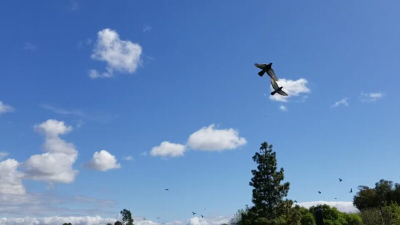Central Park - Fremont, CA