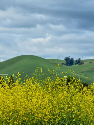 Central Park - Fremont, CA