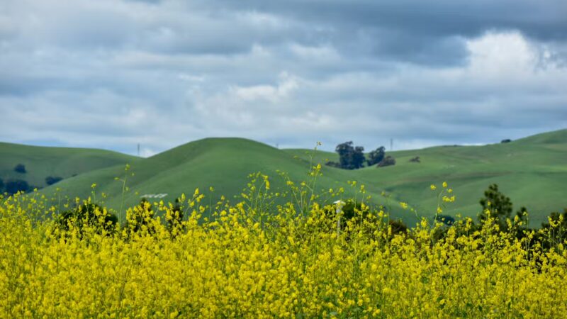 Central Park - Fremont, CA