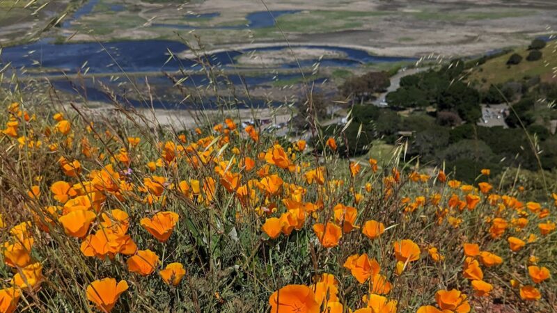 Coyote Hills Regional Park - Fremont, CA