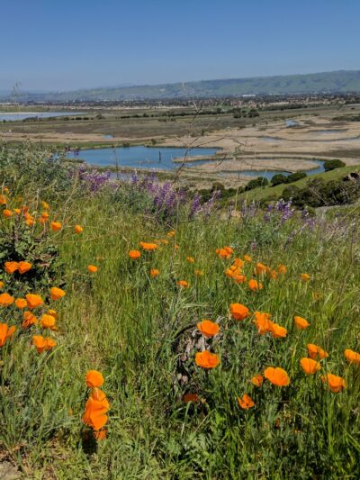 Coyote Hills Regional Park - Fremont, CA