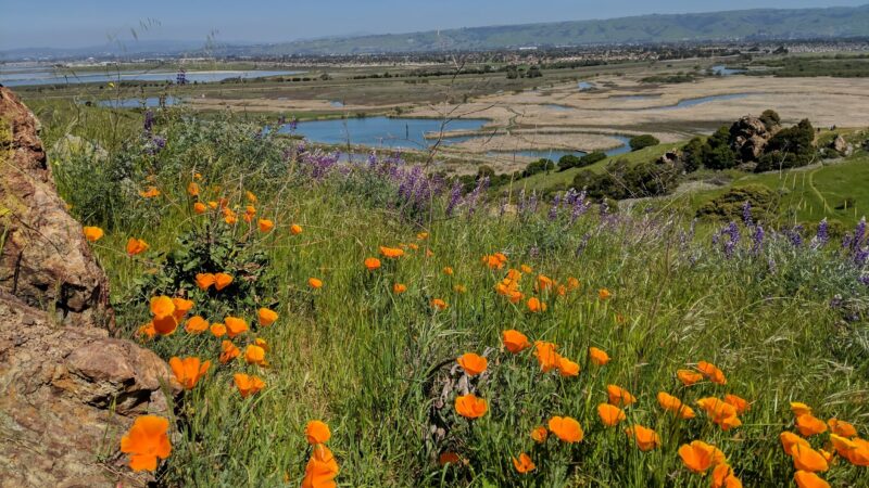 Coyote Hills Regional Park - Fremont, CA