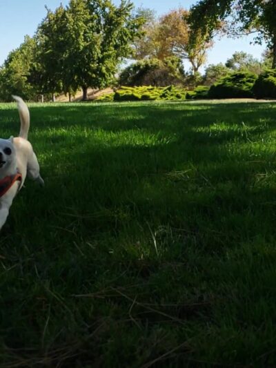 David Jones Park - Fremont, CA