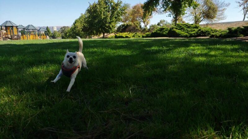 David Jones Park - Fremont, CA